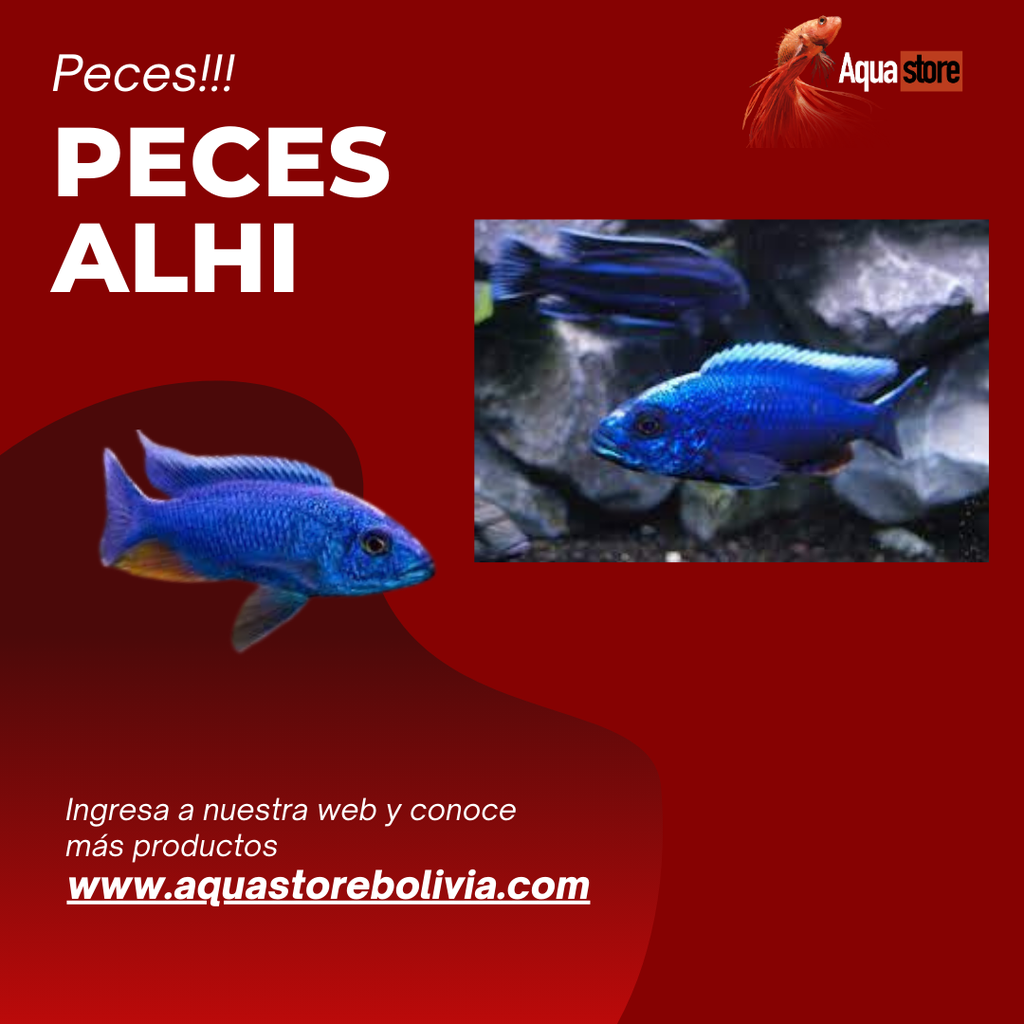 Peces Ahli