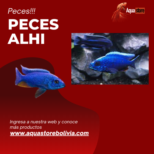 Peces Alhí