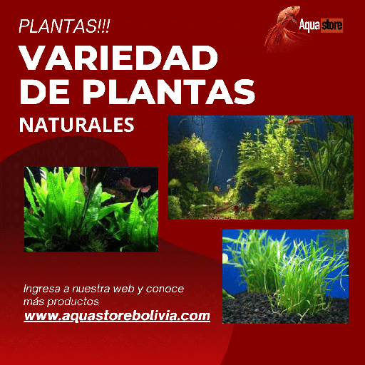 Plantas para acuario